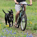 Bicycle Traction Dog Chain Detachable Walker Harness