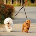 WALK 2 Two DOGS Leash Coupler Double Twin