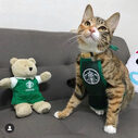 South Korea Cute Star Cat Work Clothes Dog