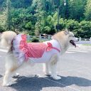 Dog Clothes Princess Costume Labrador Golden Retriever Big