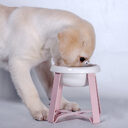 Pet Bowls Creative Antislip Cat Feeding Bowl Food