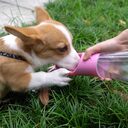 Dog Water Bottle Portable Pet Leak Proof Dispenser