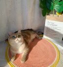 Cat Climbing Frame Sisal Scratching Board Cattery Decoration