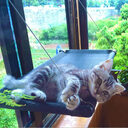 Sucker Cat Hammock Pet Breathable