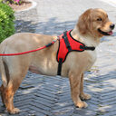 New Nylon Medium Large Dog Harness Collar K9