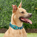 Convenient Tracker Pet Special Collar Cover Loss Prevention