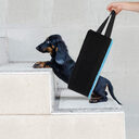 New Pet Products Dog Auxiliary Belt Power