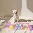 Acrylic Pet Dazzling Bowl Food Basin Small Dog