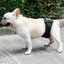 Male Dog Restraint Courtesy Belt Pet Supplie Washable