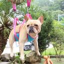 Pet Grooming Hammock For Cats & Dogs Hanging