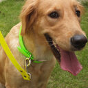 Collars Dirty-resistant Dog Pens Pets