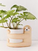 Creative And Green Plant Potted Plants
