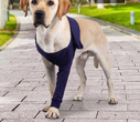 New Anti-licking Sleeve For Postoperative Recovery Of Dog