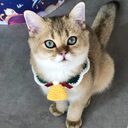 Wool Pet Collar Hand Woven Christmas Accessories