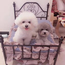 Dog Kennel Cat Pet Hanger Swing Cradle Full