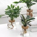 Indoor Green Plant Decoration Glass Bottle For Hydroponic