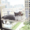 Cat Suction Cup Window Glass Hammock Pet Pets