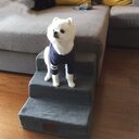 Pet Dog Stairs Climbing Sponge Steps To Bed