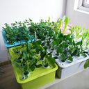 24 Holes Plant Site Hydroponic Kit Garden Pots