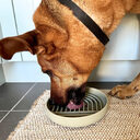 Pet Cat And Dog Fashion Simple Slow Feeding