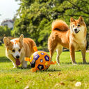 Pet Interactive Football Dog Outdoor Toy Molar Long