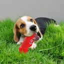 Vocal Rugby Pet Toys Natural Rubber Teething Resistant