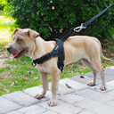 Dog Harness Leash Rope Set Adjustable Dogs Chest