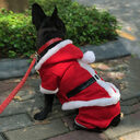 New year clothes winter christmas dog