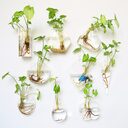 Fashion Wall Hanging Glass Flower Vase Terrarium Fish