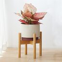 Large 35cm Indoor Plant Pot Stand Brown Tribal