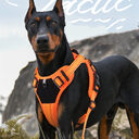 Pet Hand Holding Rope Anti Breaking Loose Dog