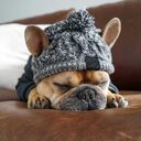 Winter Fashion Dog Hat Windproof Fluffy Knitted Polar