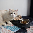 Pet Stainless Steel Bowl Double Night
