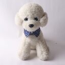 Pet Supplies With Metal Accessories Collar