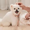 Dog Collar Leather Hand Holding Rope Leash Pet