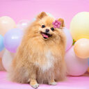 Pet Headdress Flower Spring Solid Color Dog Cat