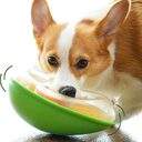 Anti-tumble Avocado Pet Feeding Bowl