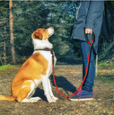 Reflective Dog Leash Nylon Pet Rope For Small