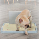 Dog Toilet Puppy Supplies Teddy Urinal Potty Golden