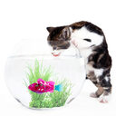 Pet Fish Electronic Cat Toys With Grass LED
