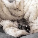 Fox Fur Waterproof Plush Dog House Blanket Pet