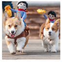 Riding clothes pet