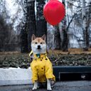 Dog Raincoat Pet Clothes Rain Water
