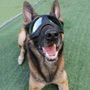 Dog Glasses Waterproof Snow-Proof Pet Goggles Soft Frame
