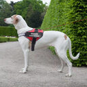 Personalized Reflective Breathable Dog Harness NO PULL Adjustable