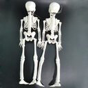 Halloween skeleton