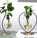Hydroponic Plant Vessel Indoor Green Plants Glass Planter
