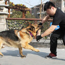 Biting Dog Training Professional Working