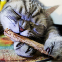 2 Pcs MatatabiStick Catnip Chew Sticks Pet Kitten