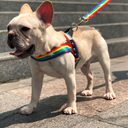 Rainbow cool dog chain leash